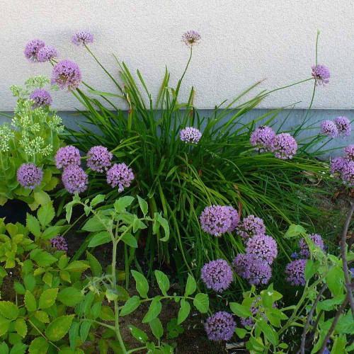 Pažítka sibírska – Allium nutans L. / živá bylinka, rastlinka v kvetináči